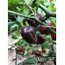 UMCD Pepper Seeds 