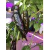 CGN 20801 Pepper Seeds CGN 20801 Pepper Seeds