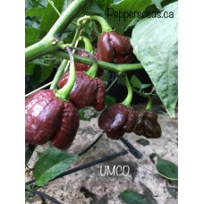 UMCD Pepper Seeds 