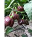 UMCD Pepper Seeds 