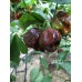 UMCD Pepper Seeds 