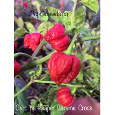Carolina Reaper Caramel Cross Pepper Seeds 