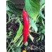 Assam Pepper Seeds Assam Pepper Seeds