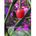 Aji Charapita Red Pepper Seeds
