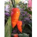 Black Panther Orange Pepper Seeds Black Panther Orange Pepper Seeds