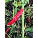 Assam Pepper Seeds Assam Pepper Seeds