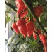 King Naga Red Pepper Seeds King Naga Red Pepper Seeds