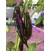 CGN 20801 Pepper Seeds CGN 20801 Pepper Seeds