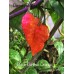 Black Panther Orange Pepper Seeds Black Panther Orange Pepper Seeds