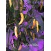 Aji Peruvian Yellow Pepper Seeds