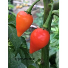 Pucumaucho Hot Pepper Seeds