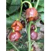 UMCD Pepper Seeds 