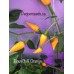 Baum Chilli Orange Pepper Seeds Baum Chilli Orange Pepper Seeds