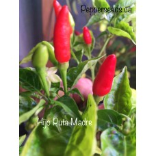 Hijo Puta Madre Pepper Seeds 