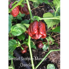 Trinidad Scorpion Moruga Chocolate Pepper Seeds 