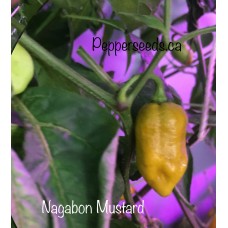 Nagabon Mustard Pepper Seeds Nagabon Mustard Pepper Seeds
