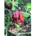 Trinidad Scorpion Moruga Chocolate Pepper Seeds 