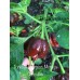Trinidad Scorpion Moruga Chocolate Pepper Seeds 