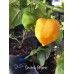 Scotch Brains Yellow Pepper seeds