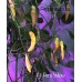 Aji Peruvian Yellow Pepper Seeds