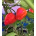 Jig Saw Pepper Seeds 