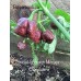 Trinidad Scorpion Moruga Chocolate Pepper Seeds 