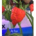 Jig Saw Pepper Seeds 