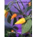 Baum Chilli Orange Pepper Seeds Baum Chilli Orange Pepper Seeds