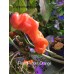 Peter Pepper Orange Pepper Seeds