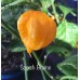 Scotch Brains Yellow Pepper seeds