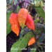 Black Panther Orange Pepper Seeds Black Panther Orange Pepper Seeds