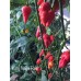 King Naga Red Pepper Seeds King Naga Red Pepper Seeds