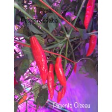 Pimento Oiseau Pepper Seeds Pimento Oiseau Pepper Seeds
