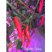 Pimento Oiseau Pepper Seeds Pimento Oiseau Pepper Seeds