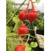 7-Pot Bubble Gum X Tobasco Red Pepper Seeds