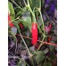Pimento Oiseau Pepper Seeds Pimento Oiseau Pepper Seeds