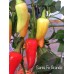 Santa Fe Grande Pepper Seeds 