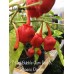 7-Pot Bubble Gum X Tobasco Red Pepper Seeds