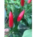 Baum Chilli Red Pepper Seeds 