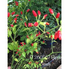 PI 260567 Pepper Seeds PI 260567 Pepper Seeds