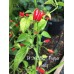 PI 260567 Pepper Seeds PI 260567 Pepper Seeds
