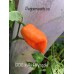 BOC x AJi Pineapple Orange  Pepper Seeds 