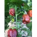 7-Pot lava Chocolate Pepper Seeds 7-Pot lava Chocolate Pepper Seeds