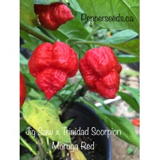 Jig Saw x Trinidad Scorpion Moruga Red Pepper Seeds