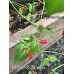 PI 260427 Pepper Seeds PI 260427 Pepper Seeds