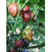 7-Pot lava Chocolate Pepper Seeds 7-Pot lava Chocolate Pepper Seeds