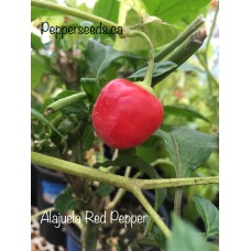 Alajuela Red Pepper Seeds 