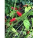 PI 260567 Pepper Seeds PI 260567 Pepper Seeds