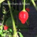 Pimento Barro do Rideiro Pepper Seeds Pimento Barro do Rideiro Pepper Seeds