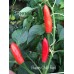 Baum Chilli Red Pepper Seeds 